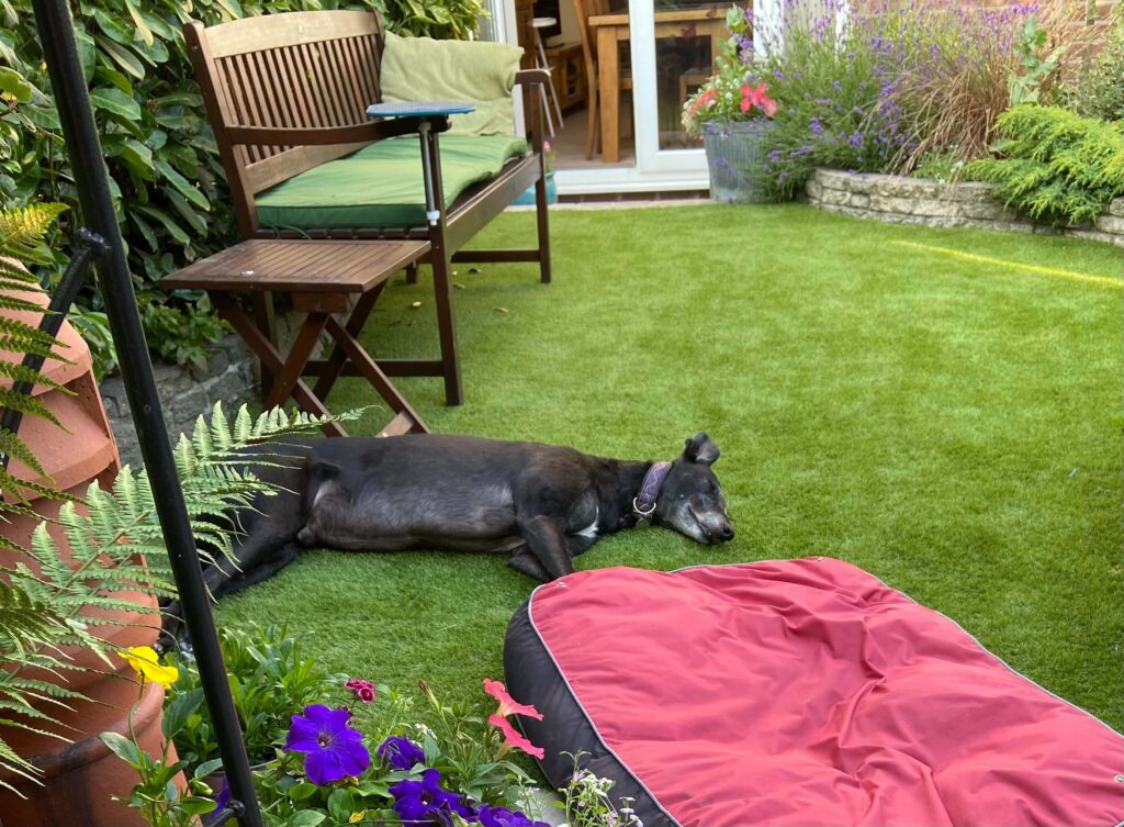 grass over dog bed