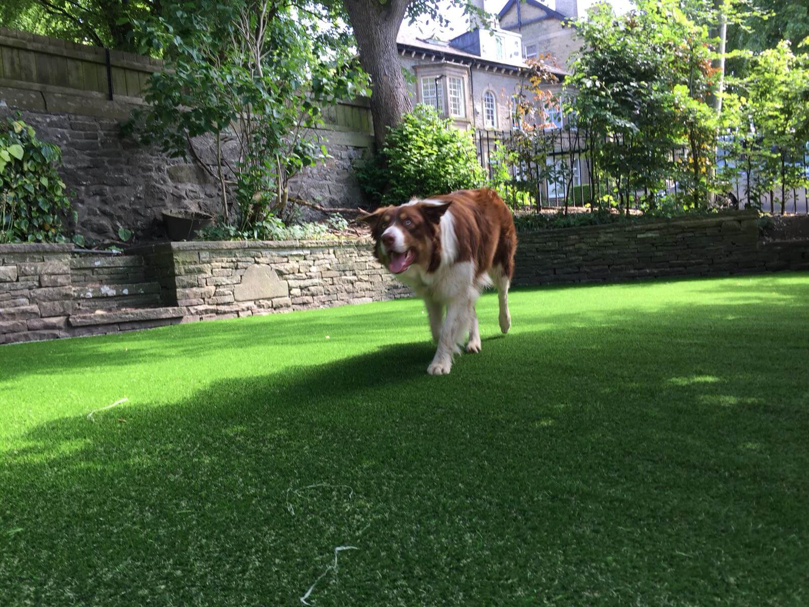Photo of a dog playing on the best fake grass for dogs.