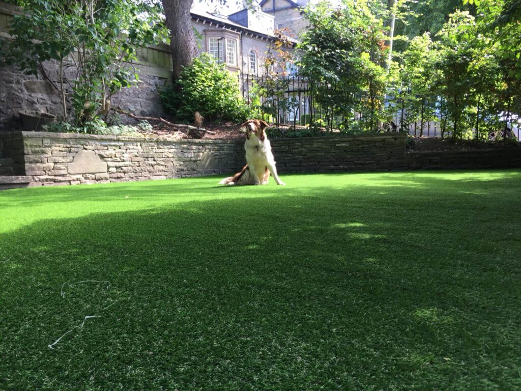 Photo of a dog sat on artificial grass in a medium sized garden.